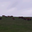 Avatar fabithecow 