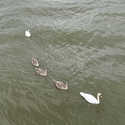 Avatar happyswan 