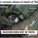 Avatar Tanuki78 