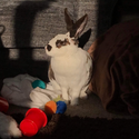Avatar BinksBunny 