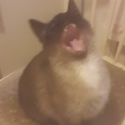 Avatar MiaLara79 