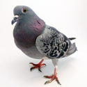 Avatar politepigeon 