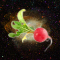 Avatar AstralRadish 