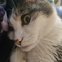 Avatar PsianaNachtara 