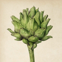 Avatar artichoke.connoisseur 