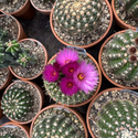 Avatar kaktusblume 
