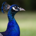 Avatar SillyPeacock 