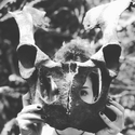 Avatar RaquelHydrx 