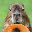 Avatar capybaradonuts 