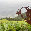 Avatar vegan_bavarian 