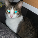 Avatar CatKat 
