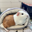 Avatar caruba 