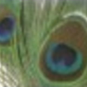 Avatar iridescentfire 