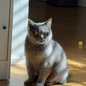 Avatar Happpycat 