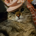 Avatar Mianou 