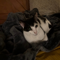 Avatar CatFoodReviews 
