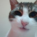 Avatar sillyfuchsiakitty 