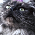 Avatar lisaaavdw 