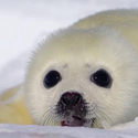 Avatar Vegseal 