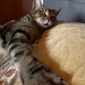 Avatar Siciliabedda 