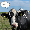 Avatar vegancowlover 