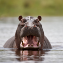 Avatar hippopotamus 
