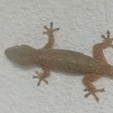 Avatar of VeganGecko