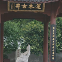 Avatar IreneTang 