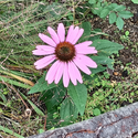 Avatar of UrVeggieMate