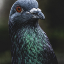 Avatar Mr.Pigeon 