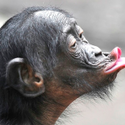 Avatar Bonobo 