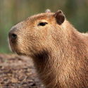 Avatar CapybaraLoaf 