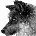 Avatar WildWolf 