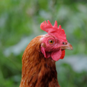 Avatar veganfortheanimals111 