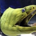 Avatar Eel 