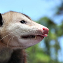 Avatar popossum 