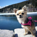 Avatar Kensie_the_Chihuahua 