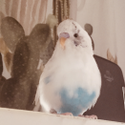Avatar Gabby_Birb 