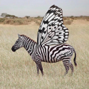 Avatar tizebra 