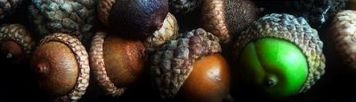 Avatar acornpantry 