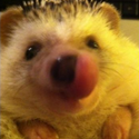 Avatar DaisytheHedgehog 