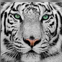 Avatar Whitetiger18 