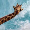 Avatar begumby 