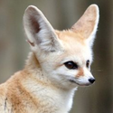Avatar FennecFox 