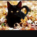 Avatar Blackyellowcat 