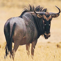 Avatar Wildebeest 