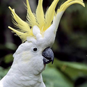 Avatar cockatoo 