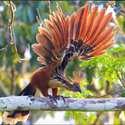 Avatar Hoatzin 