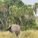 Avatar BlueElephant73 