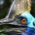 Avatar cassowary 